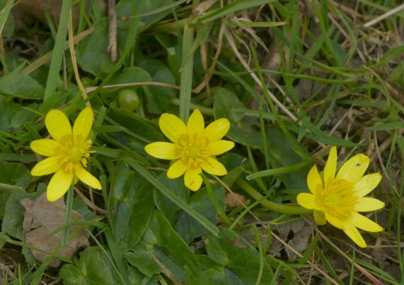 Lesser Celandines