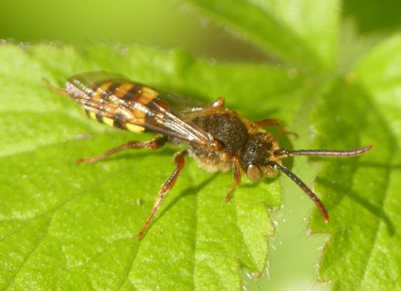 Nomad
                  Bee - female