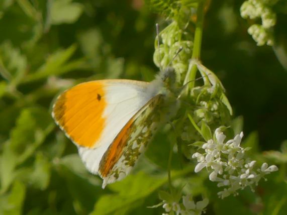 Orange Tip butterfly