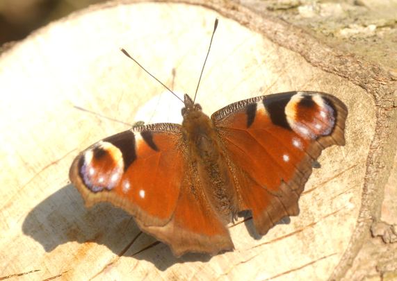 Peacock butterfly