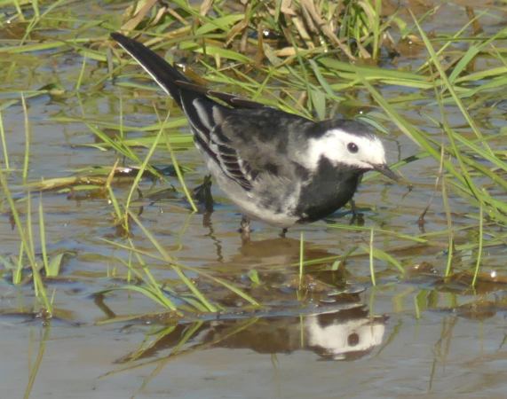 Pied
                  Wagtail