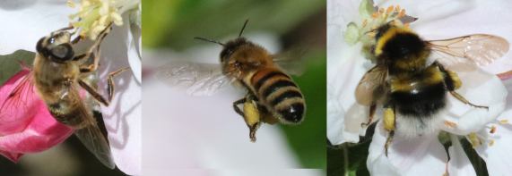 Pollinators