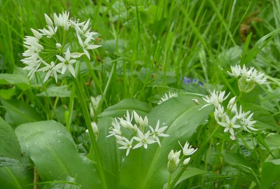 Ramsons