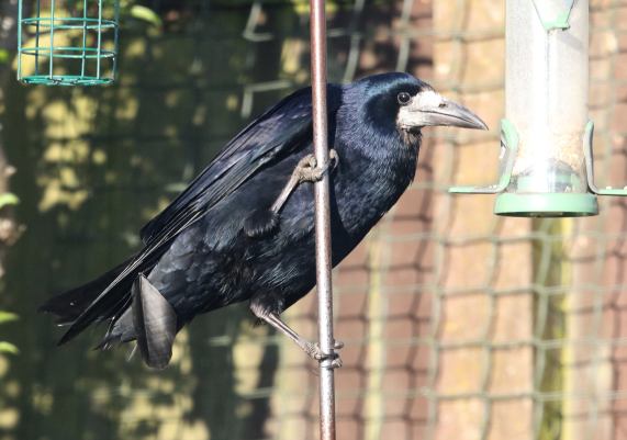 Rook on seed
                  feeder