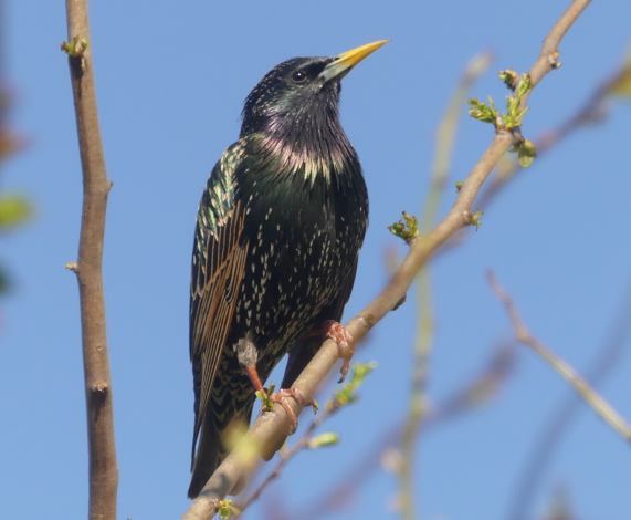 Starling - male