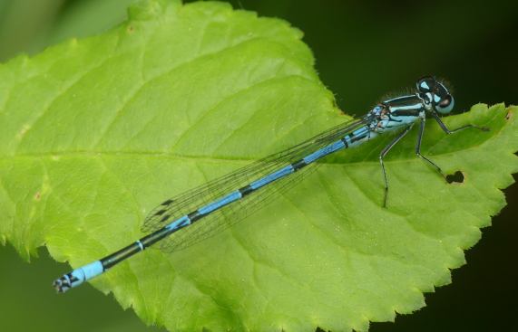 Azure Damselfly