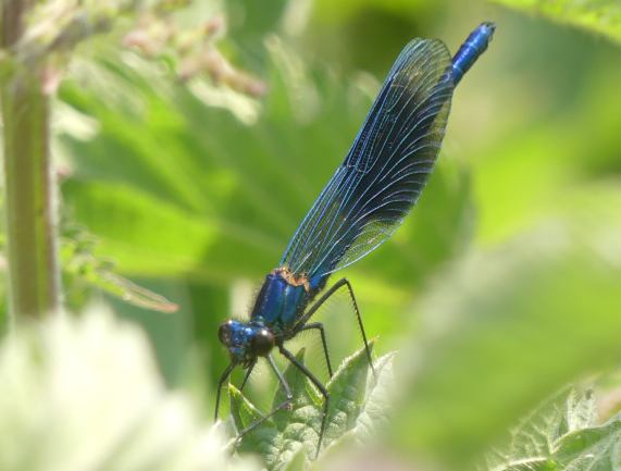 Banded Demoiselle - male
