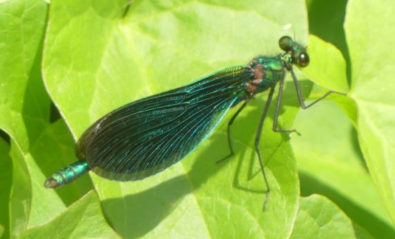 Beautiful Demoiselle