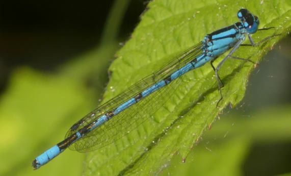 Common Blue Damselfly
