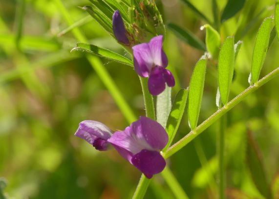 Common Vetch