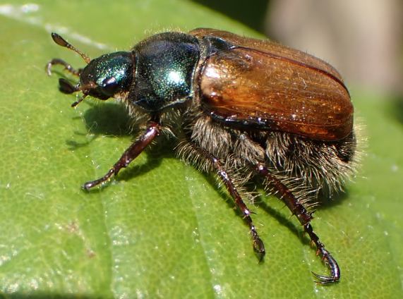 Garden Chafer Beetle