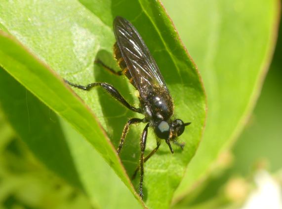 Golden-haired Robberfly