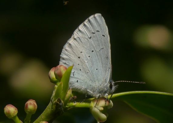 Holly Blue butterfly