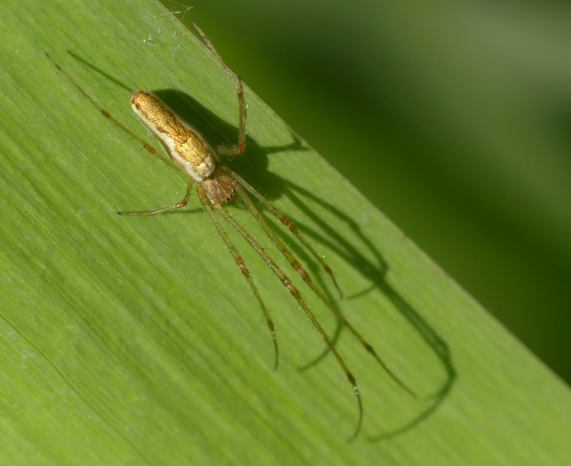 Long-jawed Spider
