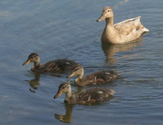 Mallard duck with ducklings