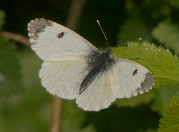 Orange Tip butterfly - female