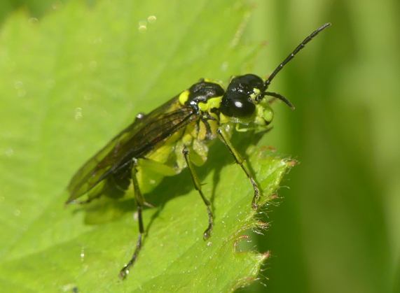 Sawfly -
                  Tenthredo mesomela