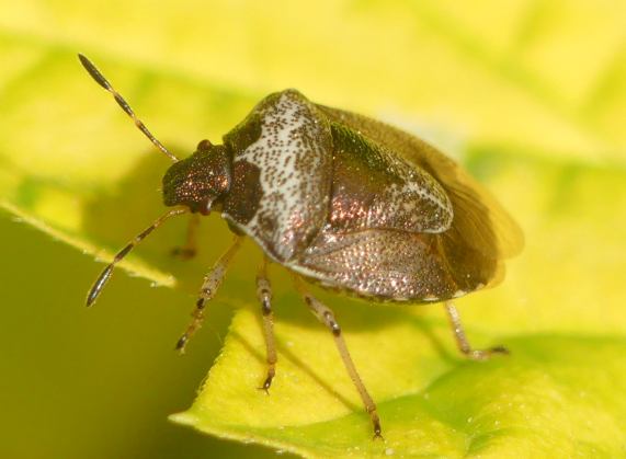 Shieldbug - Eysarcoris fabricii
