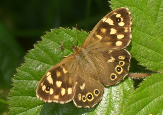 Speckled Wood butterfly