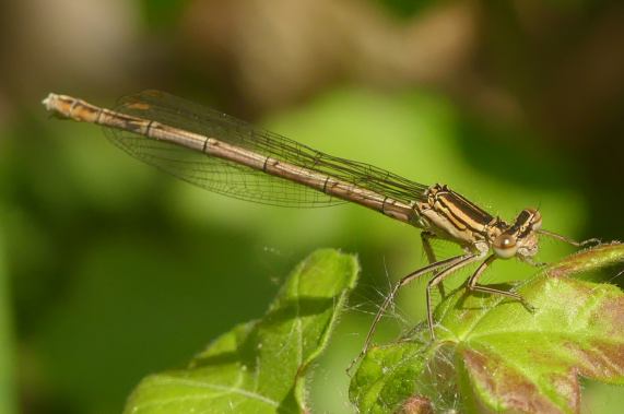 White-legged Damselfly