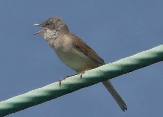 Whitethroat