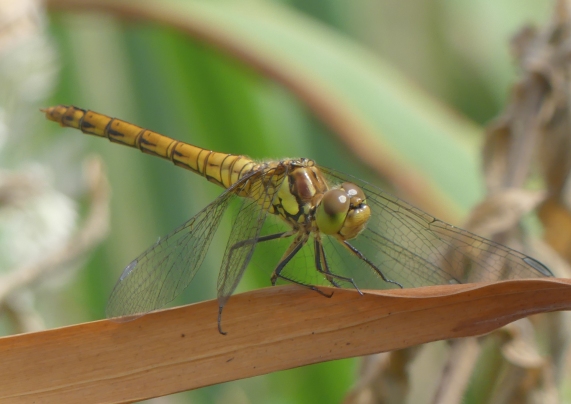 Common Darter dragonfly