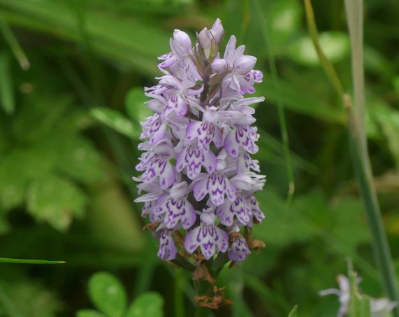 Common Spotted Orchid