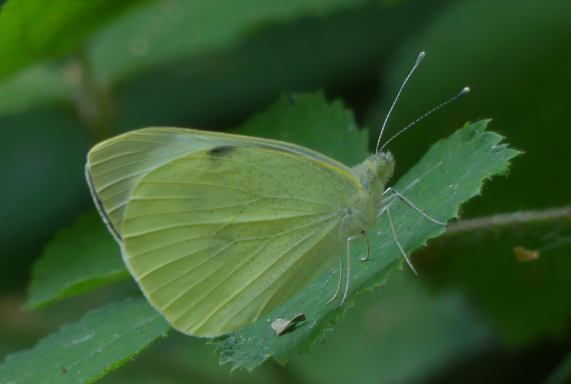 Large White butterfly