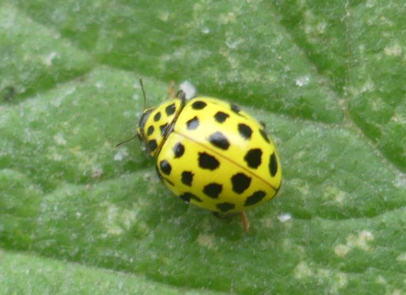 22-spot Ladybird