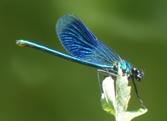 Banded Demoiselle