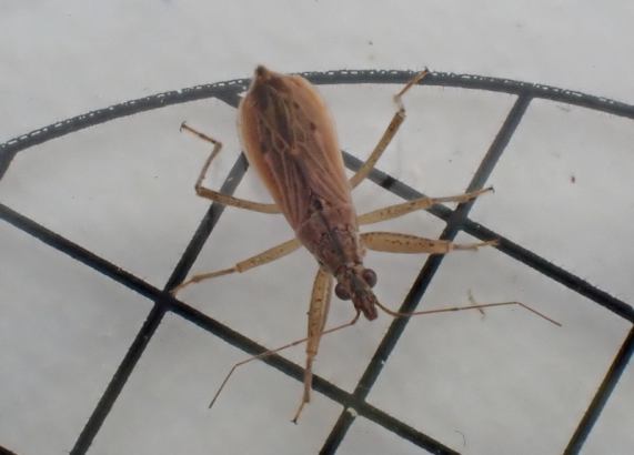 Common Damsel Bug