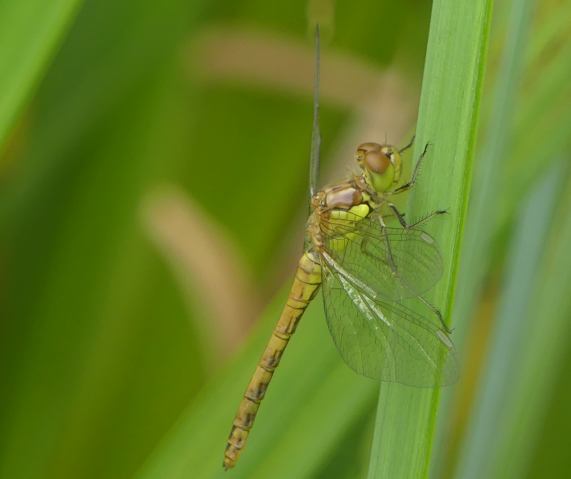 Common Darter dragonfly