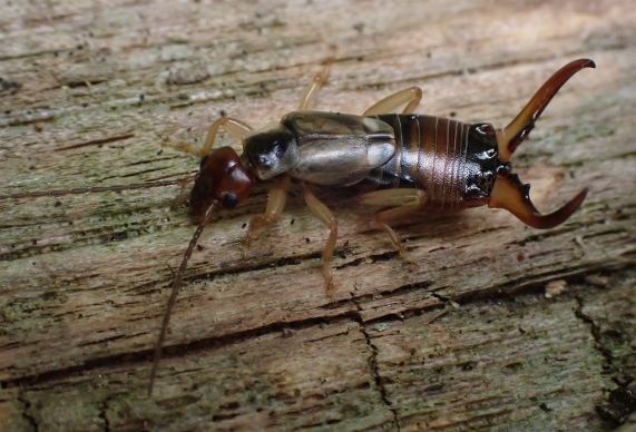 Common Earwig