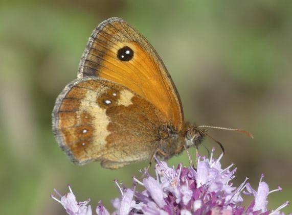 Gatekeeper butterfly