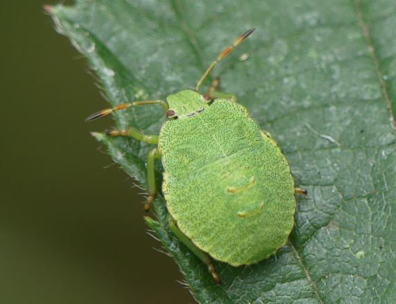 Green Shieldbug