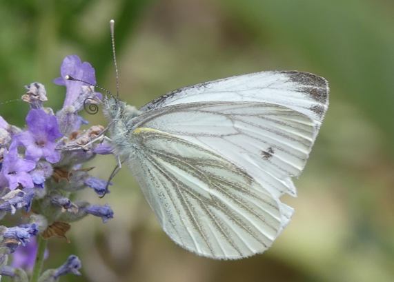 Green-veined White butterfly