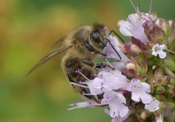 Honey Bee