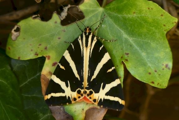 Jersey Tiger Moth