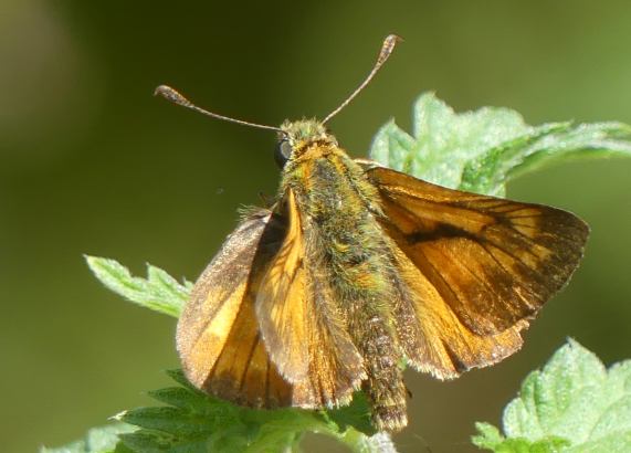 Large Skipper butterfly