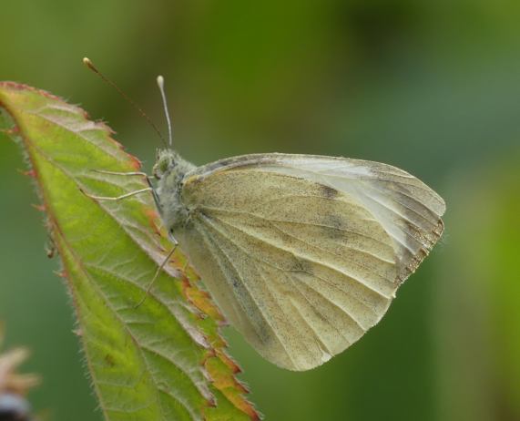 Large White Butterfly