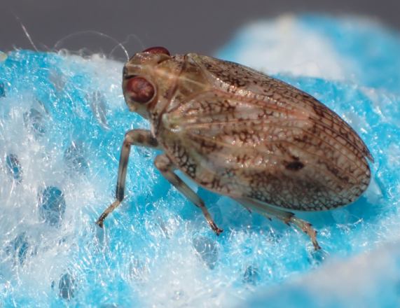 Plant bug - Issus coleopteratus