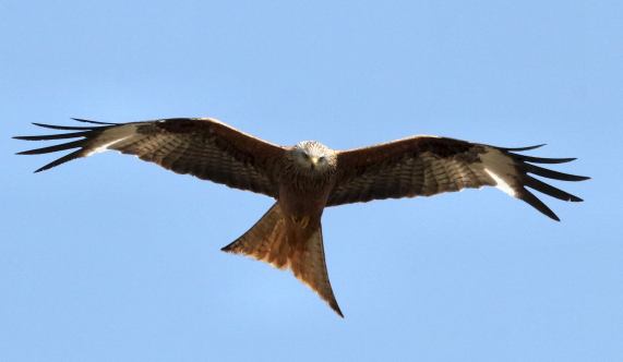 Red Kite