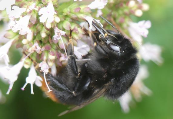 Red-tailed Bumble-bee queen