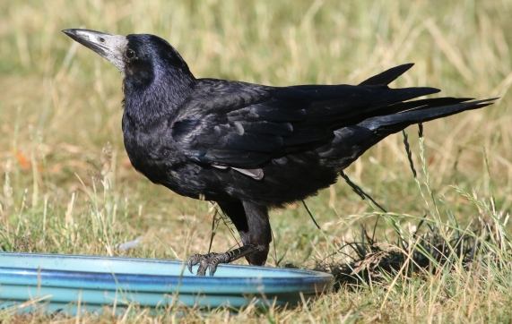 Rook