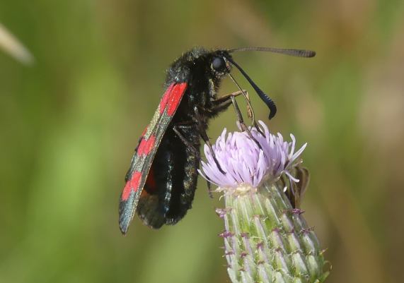 Six-spot Burnet moth