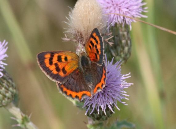 Small Copper butterfly
