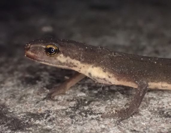 Smooth Newt close-up