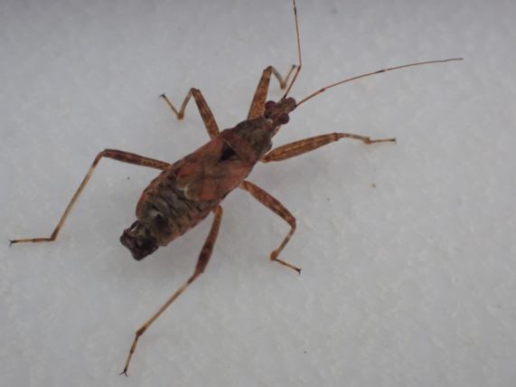Tree Damsel Bug