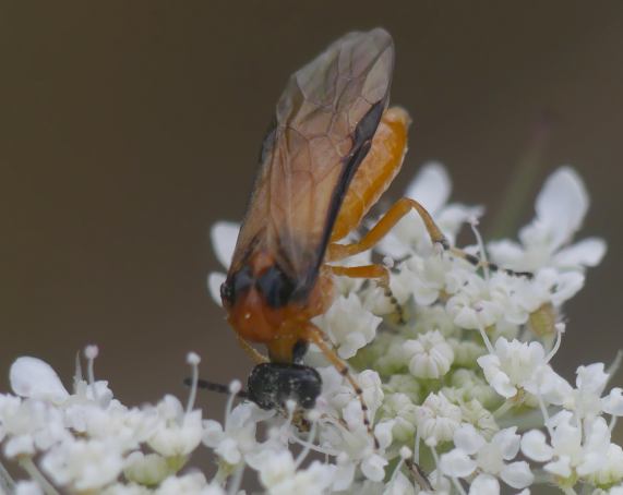 Turnip Sawfly
