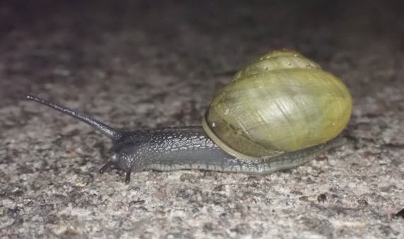 White-lipped Snail